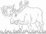 Moose Coloring Pages Printable Para Alce Colorear Animals Supercoloring Adult Dibujos Deer Animal Sheets Cartoons Dibujo Animales Guardado Desde Imprimir sketch template