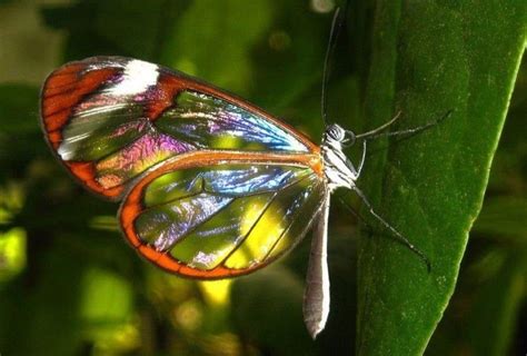 Pin By Scott Konshak On Insects Glasswinged Butterfly