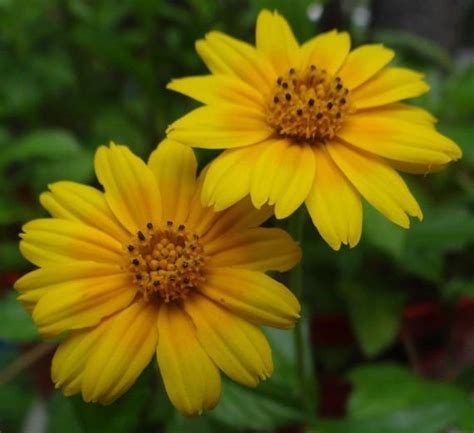 creeping daisy cuttings    small rooted wedelia plant yellow