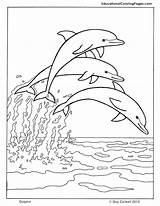 Dolphin Coloring Pages Tale Print Getcolorings Printable sketch template