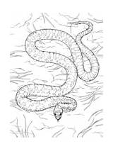 Ausmalbilder Schlangen Snake sketch template