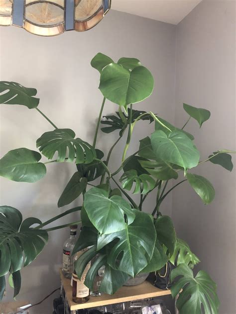 switched    split leaves monstera