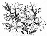 Plumeria Coloring Flower Drawn Frangipani Getdrawings Pages Getcolorings sketch template