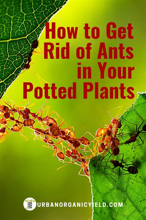 how to get rid of ants in your potted plants get rid of ants rid of