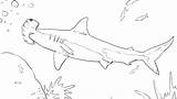 Shark Coloring Pages Great Scary Color Printable Realistic Nautical Getcolorings Kids Getdrawings Print Colorings sketch template