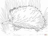 Echidna Coloring Short Beaked Pages Getcolorings Printable Supercoloring sketch template