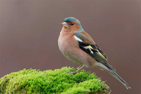 chaffinch high quality images birds nature animals lens colors zebra finch finches