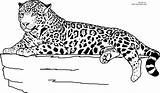 Jaguar Coloring Printable Pages Animal Rainforest Clipart Animals Realistic Kids Color Colouring Laying Sheets Print Adult Size Down Cheetah Click sketch template