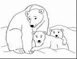 Polar Bear Coloring Pages Cub Printable Baby Kermode Bears Drawing Print Kids Family California Color Animals Clipart Animal Clip Arctic sketch template