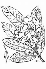 Rhododendron Drawing Flower Getdrawings sketch template