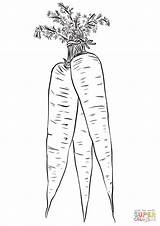 Carrots sketch template