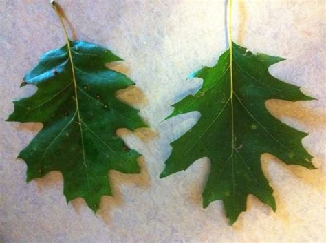 identify  oak tree leaves