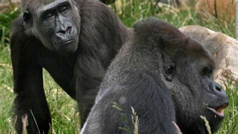 gorilla escapes enclosure  london zoo cnn