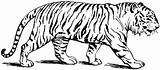 Tiger Drawing Tigers Outline Getdrawings sketch template