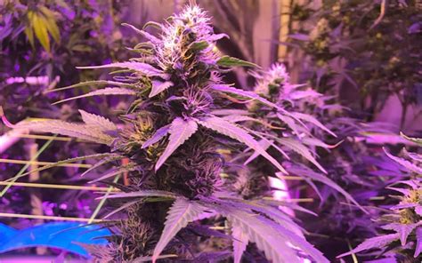 tips  growing purple kush cannabis leafly