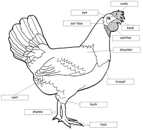 pin   ole   animal reference chicken facts chicken anatomy chicken pictures