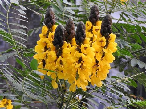 The 12 Most Beautiful Types Of Cassia To Grow In A Pot Or In The Garden