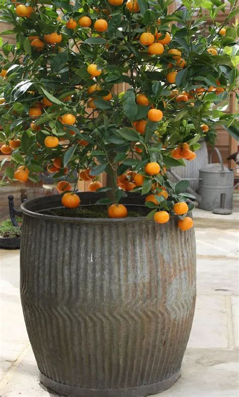 fruits  grow  pots fruits  containers  fruits
