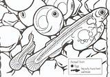 Salmon Chinook Name sketch template