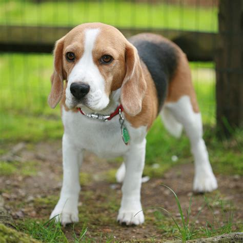 beagle dog names