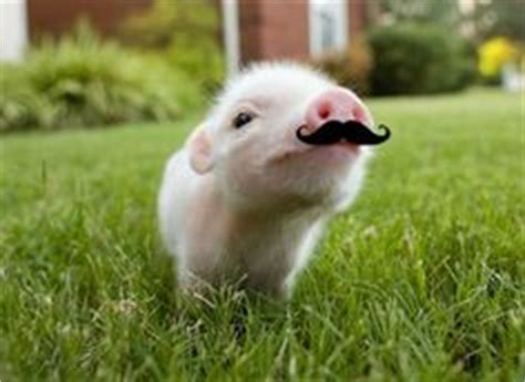 animals  mustaches  pinterest hedges  pigs