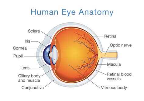 basic anatomy  retina elman retina group eye doctors