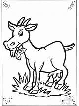 Goat Coloring Pages Animals Printable Color 2384 Kids Little Funnycoloring Print Cabra Farm Los Advertisement Kb Animales La Pets sketch template