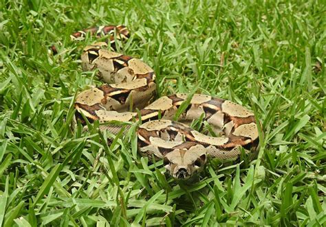 boa constrictor florida snake id guide