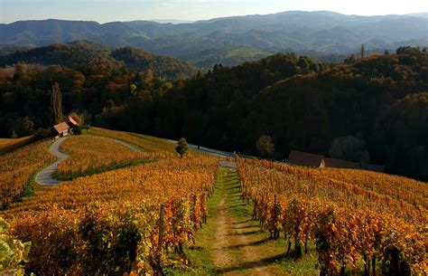 heart  vineyards slovenske gorice slovenia reurope