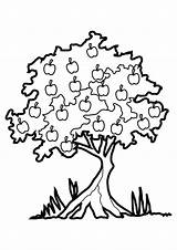 Tree Drawing Oak Clipart Clipartmag sketch template