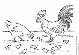 Coloring Rooster Hen Chickens Coq Coloriage Pages Printable Large Mewarnai Poule sketch template