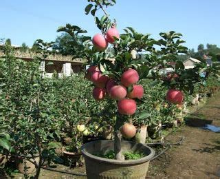 menanam apel  pekarangan rumahcara menanam apel  bijinya