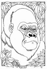 Gorilla Magique Coloriage Cabane Mailleraye Palmer Dandi sketch template