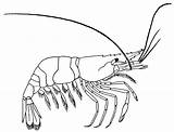 Shrimp Coloring Large Printable Pages sketch template