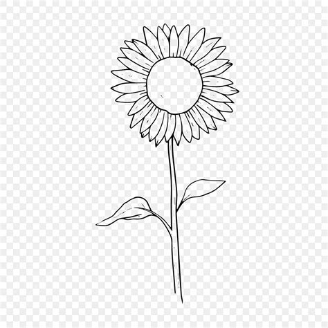gambar sketsa bunga matahari bunga matahari matahari bunga png  vektor  background