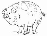 Pig Coloring Pages Cartoon Pigs Draw Toddlers Adults Cute Printable Drawing Fat Color Piggy Book Head Animal Kids Pa Getdrawings sketch template