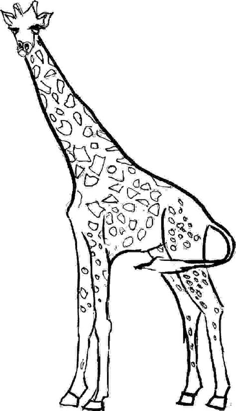 giraffe colouring pages