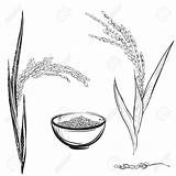 Rice Drawing Plant Grain Vector Hand Getdrawings Drawn sketch template
