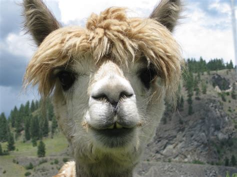images animal mane fauna llama alpaca head  vertebrate camel  mammal