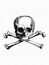 Skull Crossbone Crossbones Getdrawings Totenkopf sketch template