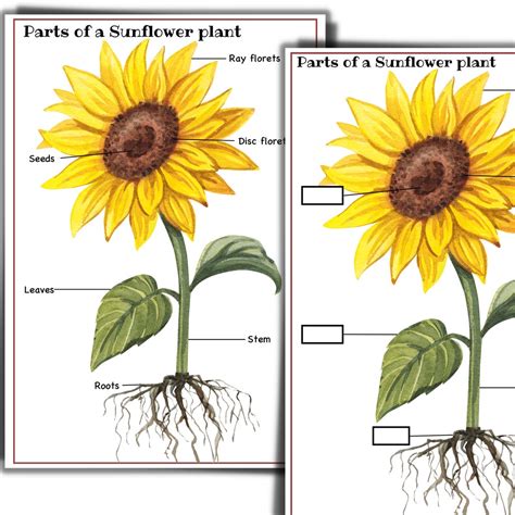 sunflower unit sunflower life cycle parts   sunflower nature study
