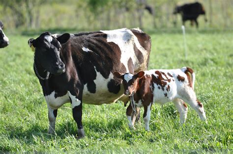 calf rearing  advanced  cornell small farms program