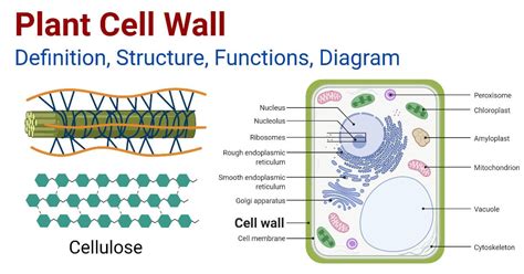 plant cell wall structure functions diagram