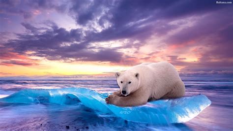 polar bear wallpapers  images