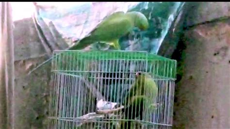 wild parrot   day  visit  pet parrot girlfriend