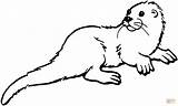 Otter Coloring Pages Color sketch template