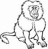 Baboon Babouin Babuino Uncolored Printablefreecoloring Tattooimages Coloriages sketch template