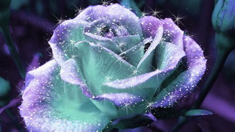 sparkle rose beautiful pictures photo  fanpop page
