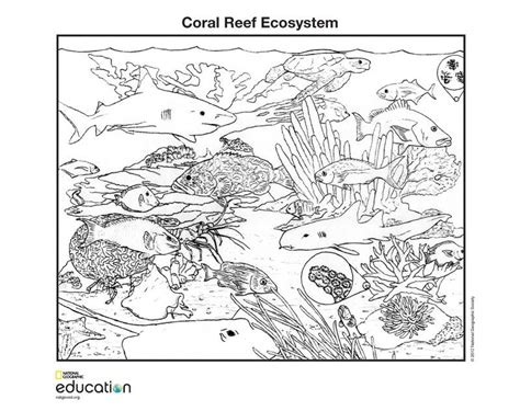 ecosystem coloring pages printable coloring pages