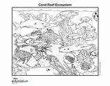 Ecosystem Reef National Geographic Biome sketch template